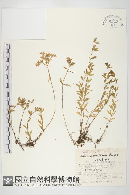 垂盆草藏品圖，第1張