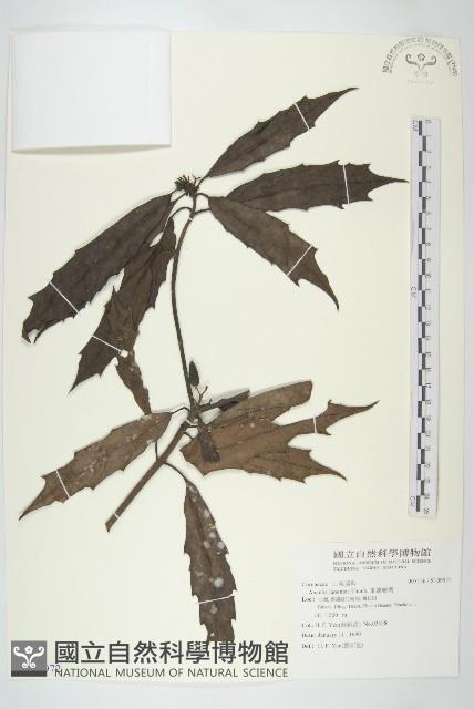 東瀛珊瑚藏品圖，第1張