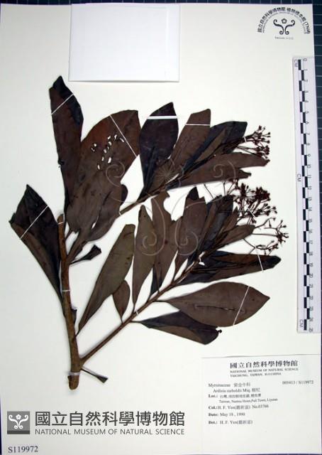 樹杞藏品圖，第1張