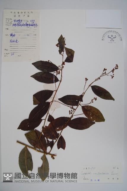 廣州山柑藏品圖，第1張