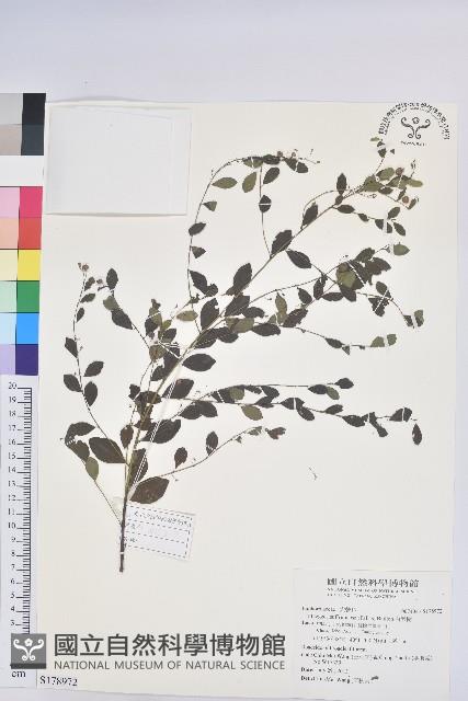 白飯樹藏品圖，第1張