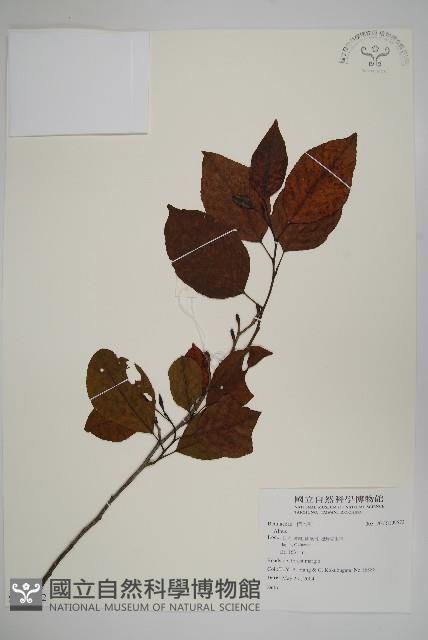 登錄號:S109572藏品圖，第1張