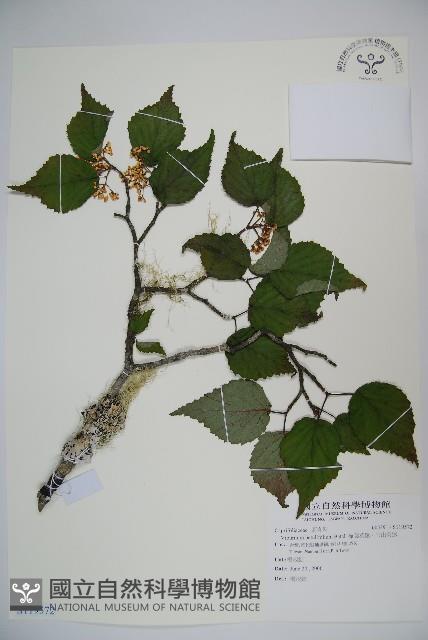 樺葉莢迷、玉山莢迷藏品圖，第1張