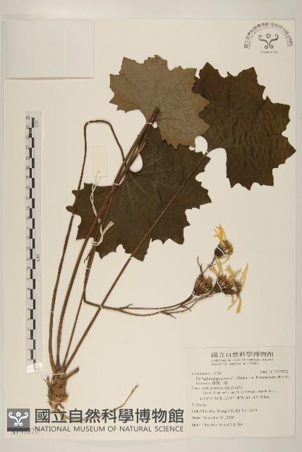 臺灣山菊藏品圖，第1張