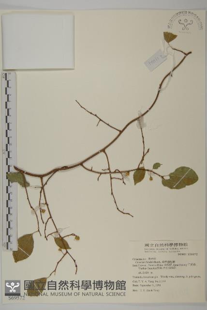 南華南蛇藤，青江藤藏品圖，第1張