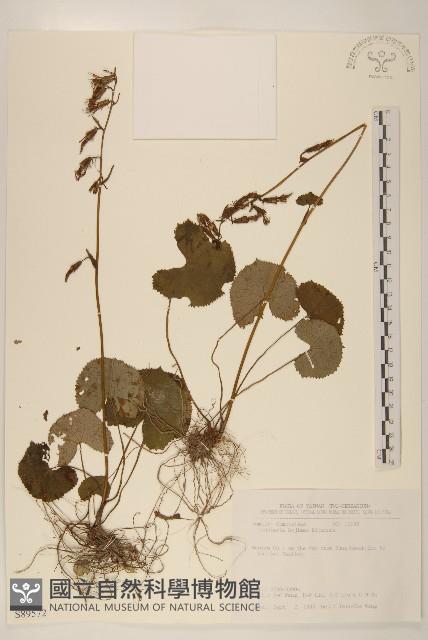 高山橐吾藏品圖，第1張