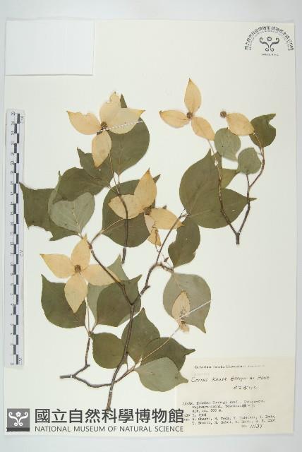 四照花藏品圖，第1張