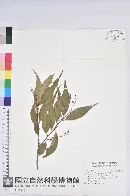 巒大越橘藏品圖，第1張