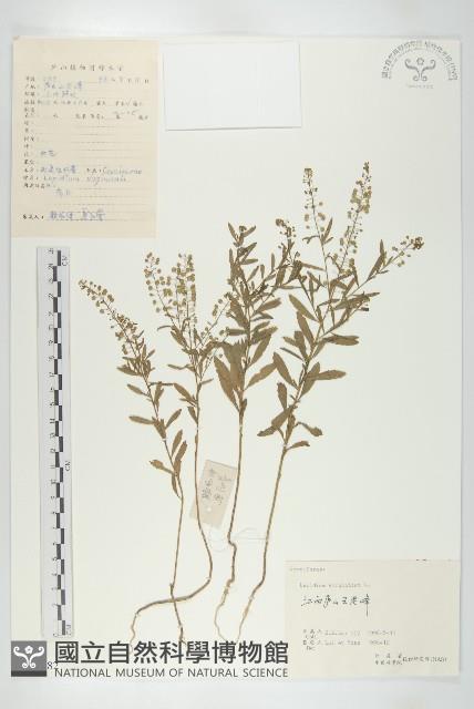 獨行菜藏品圖，第1張