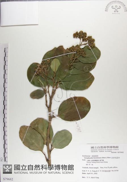 呂宋毛蕊木藏品圖，第1張