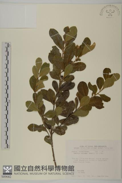 厚葉衛矛藏品圖，第1張