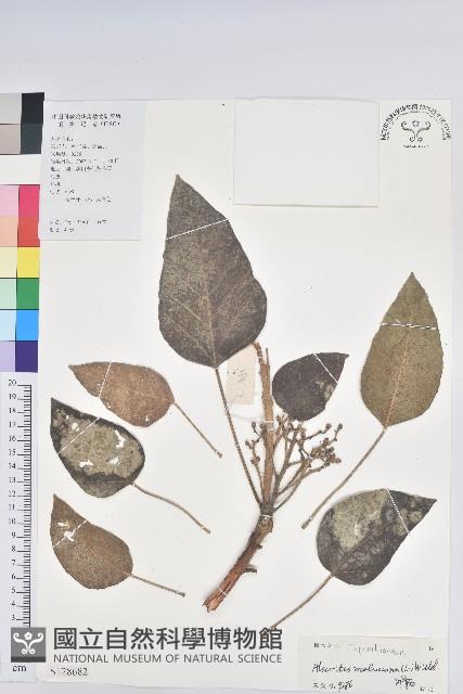 石栗藏品圖，第1張