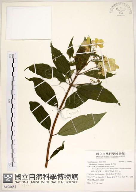 華八仙藏品圖，第1張