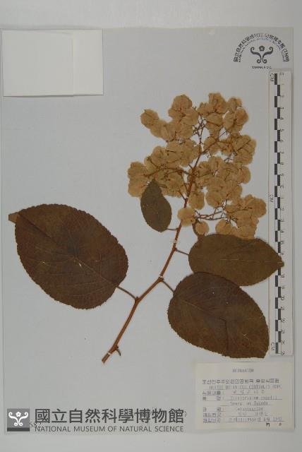 東北雷公藤藏品圖，第1張