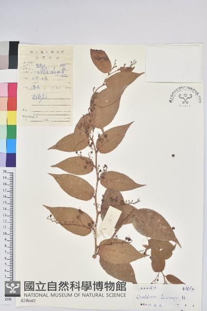 白果白珠藏品圖，第1張