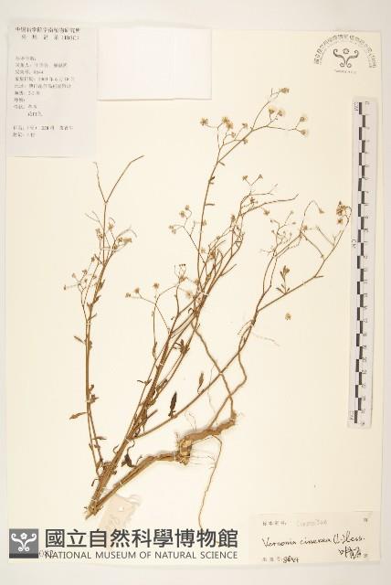 一枝香藏品圖，第1張