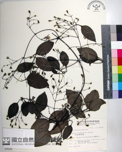 厚葉鐵線蓮藏品圖，第1張