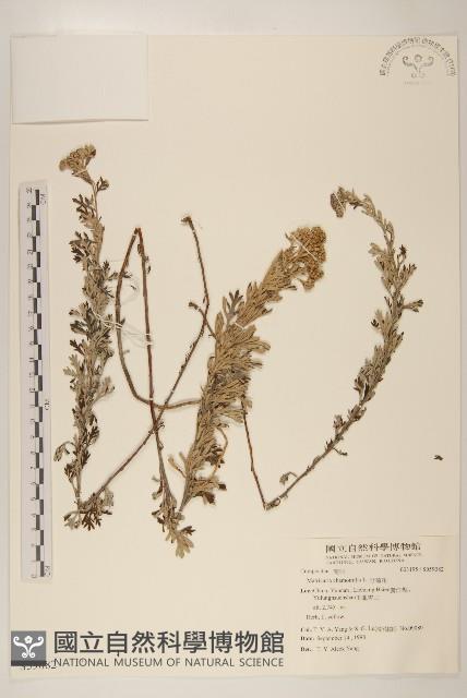 野菊花藏品圖，第1張