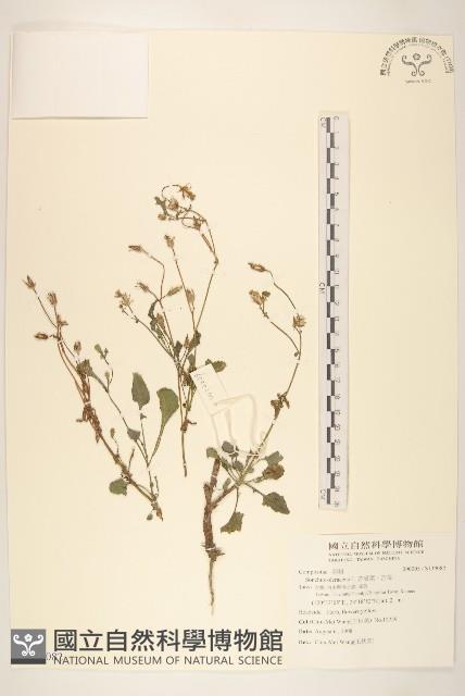 苦滇菜、苦菜藏品圖，第1張