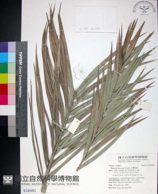 台灣海棗藏品圖，第1張