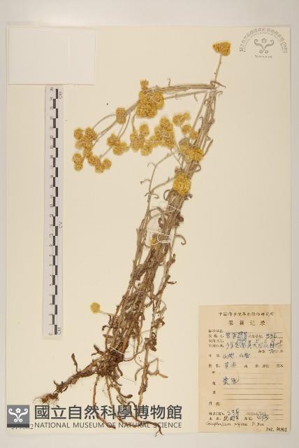 鼠麴草藏品圖，第1張