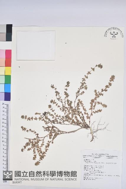 千根草藏品圖，第1張