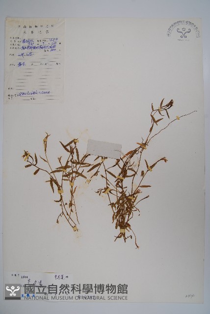 半邊蓮、鐮磨仔草藏品圖，第1張