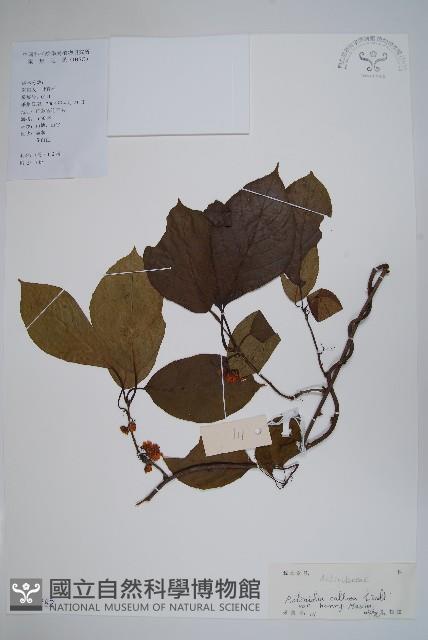 京梨獼猴桃藏品圖，第1張