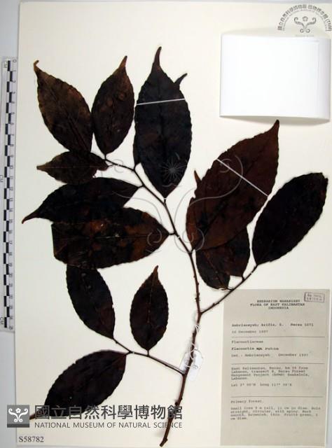 羅庚果藏品圖，第1張