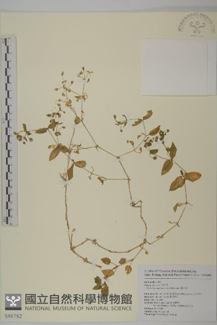 牛繁縷藏品圖，第1張