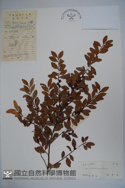 羅浮冬青、矮冬青藏品圖，第1張