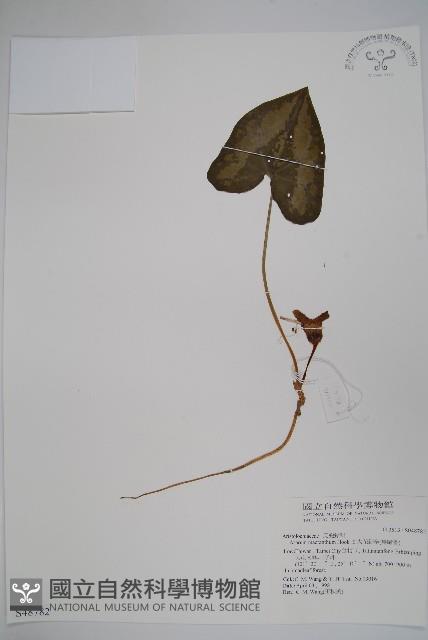 大花細辛、馬蹄香藏品圖，第1張