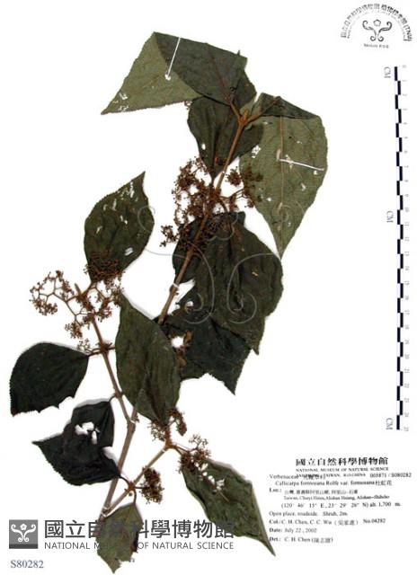 杜虹花，台灣紫珠藏品圖，第1張