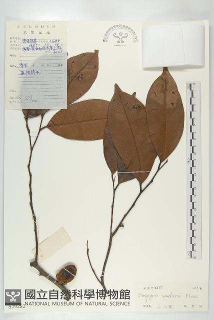 瓊島柿藏品圖，第1張