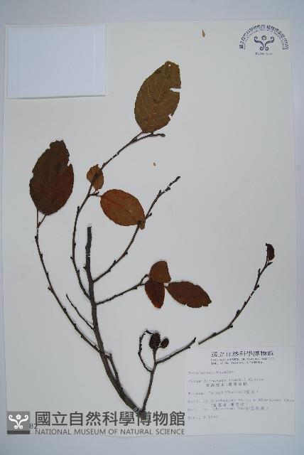 臺灣赤楊、臺灣榿木藏品圖，第1張