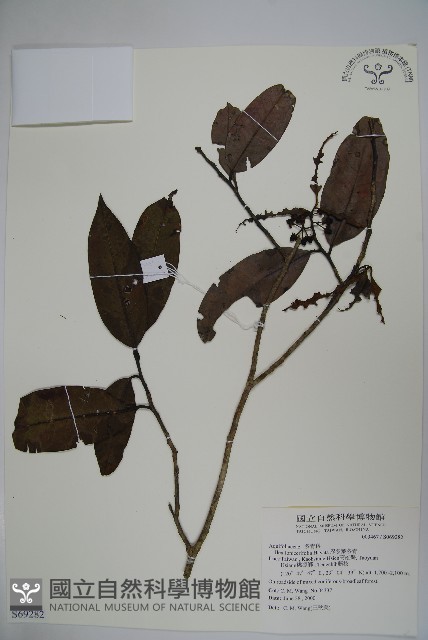 忍冬葉冬青藏品圖，第1張