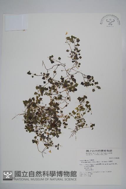 山桔梗藏品圖，第1張