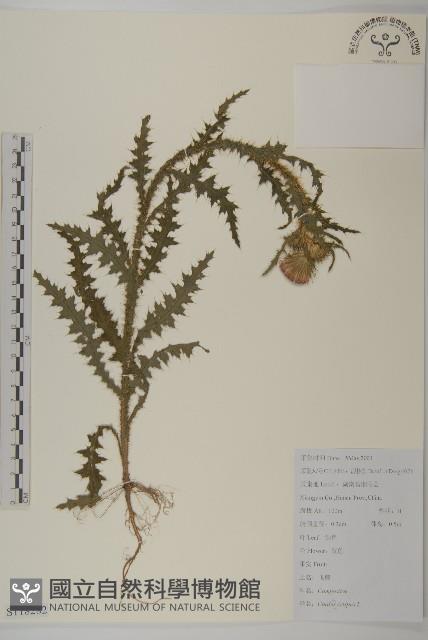 飛廉藏品圖，第1張