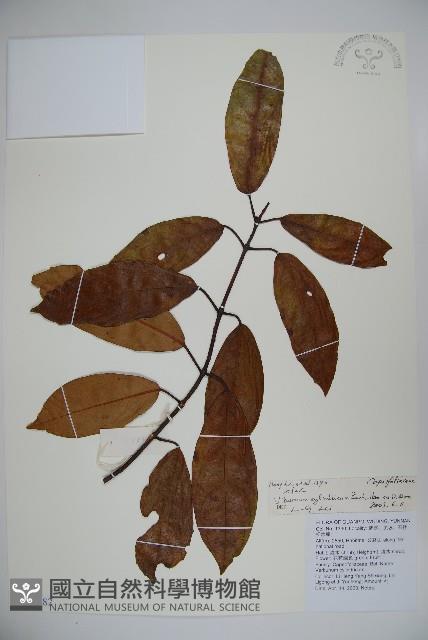 水紅木藏品圖，第1張