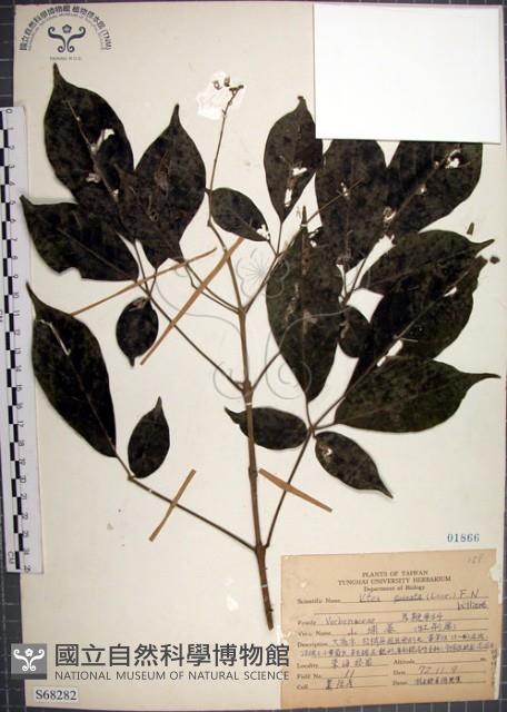 山埔姜藏品圖，第1張