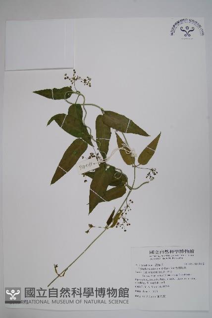 台灣鷗蔓藏品圖，第1張