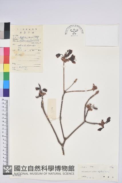 吊鐘花藏品圖，第1張