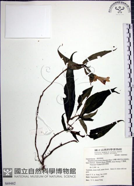 角桐草、台灣半蒴苣苔藏品圖，第1張