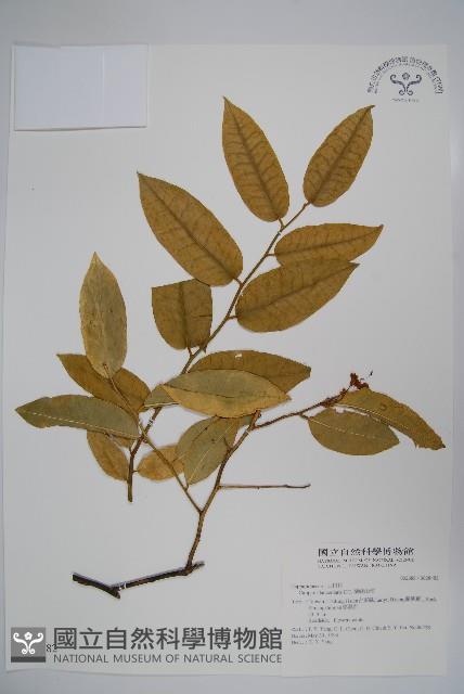 蘭嶼山柑藏品圖，第1張