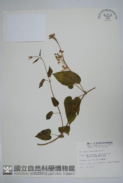 薄葉牛皮消藏品圖，第1張