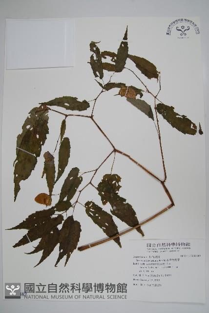 臺灣秋海棠藏品圖，第1張