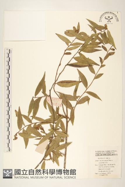 登錄號:S048482藏品圖，第1張