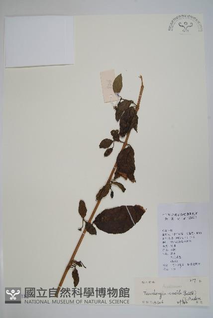 立鶴花藏品圖，第1張