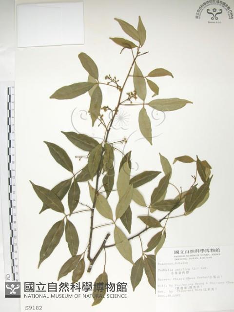 飛龍掌血藏品圖，第1張