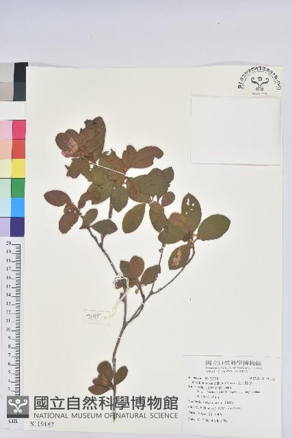 金毛杜鵑藏品圖，第1張